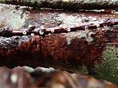 Corticium minnsiae