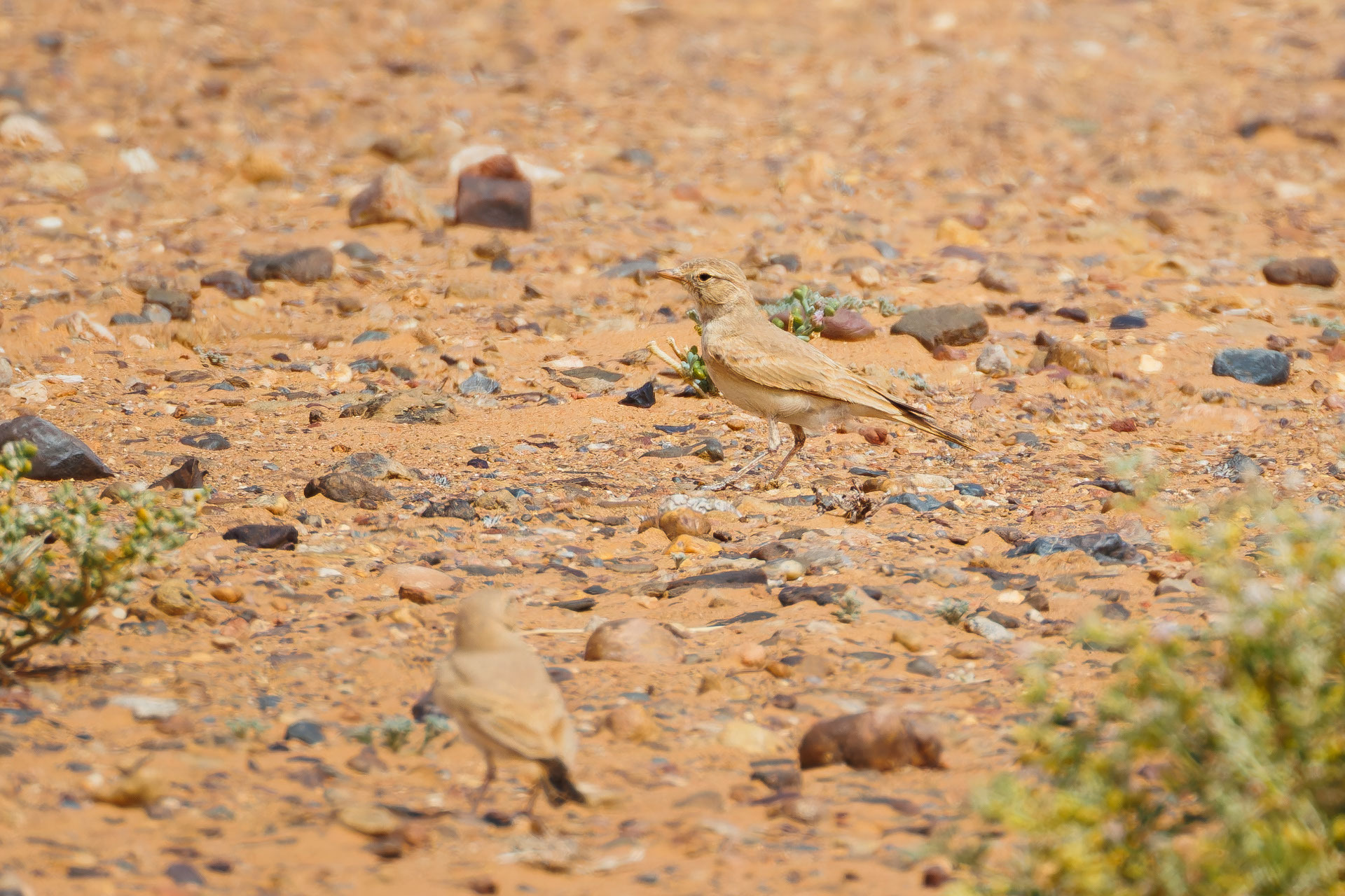 Bar-tailed Lark (Ammomanes cinctura), photo 5
