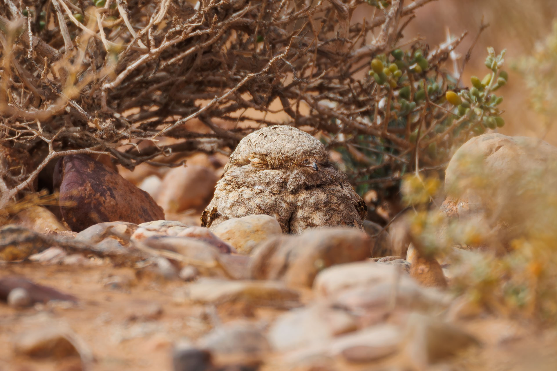 Egyptian Nightjar (Caprimulgus aegyptius), photo 1