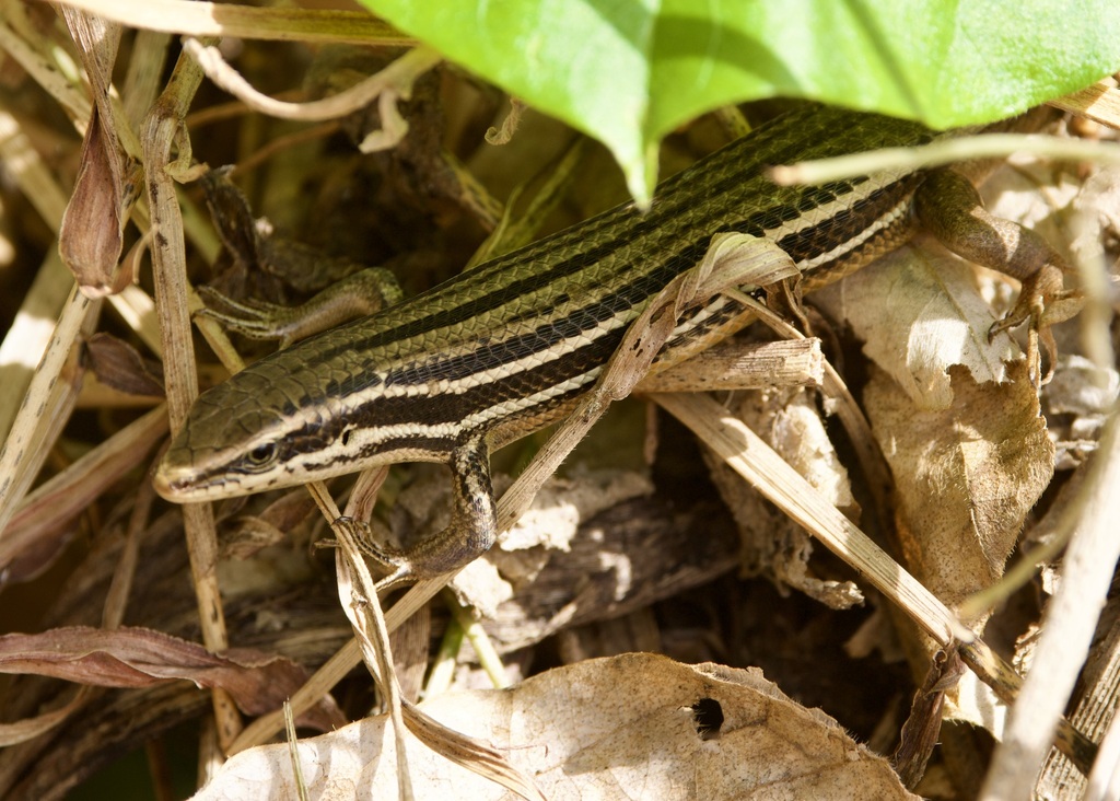 Luzon Montane Mabouya