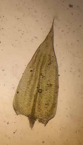 Sand Feather-moss (Brachythecium mildeanum)