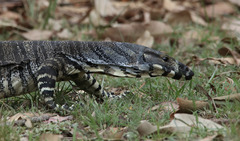 Lace Monitor photo 2