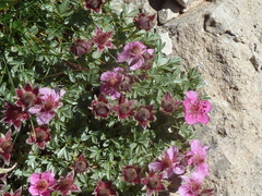 Potentilla nitida