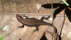 Eutropis greeri