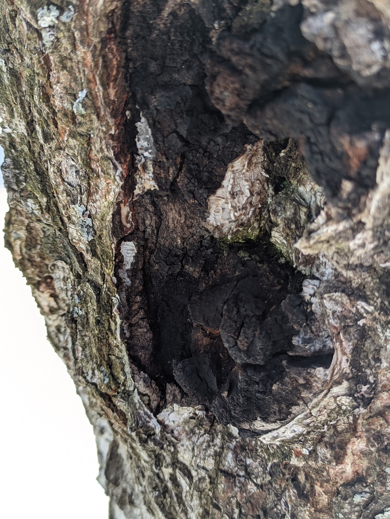 Inonotus obliquus · March 2026 · photo: © naturalist57011 (iNaturalist, cc-by)