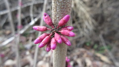 Cercis chinensis