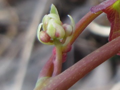 Menispermum dauricum