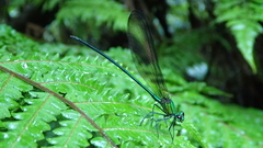 Vestalis nigrescens