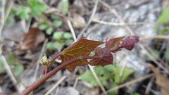 Menispermum dauricum