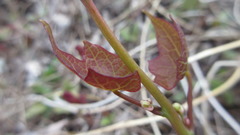 Menispermum dauricum
