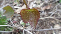 Menispermum dauricum