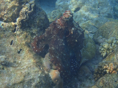 Day Octopus — seen at this dive site