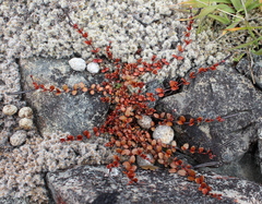 Epilobium microphyllum
