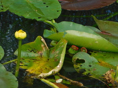 Nuphar advena image