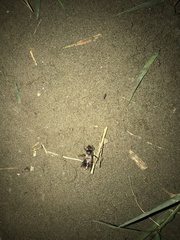 Apis dorsata breviligula