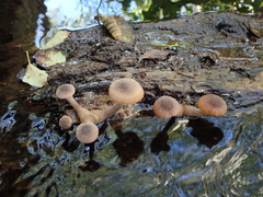Armillaria nabsnona