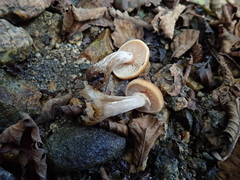 Armillaria nabsnona
