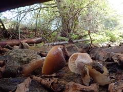 Armillaria nabsnona