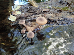 Armillaria nabsnona