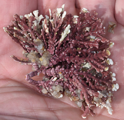 Bossiella chiloensis