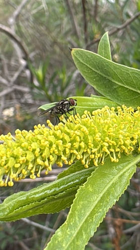iNaturalist observation photo of Cyclorrhaphan Flies