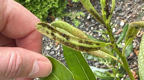 iNaturalist observation photo of Insects