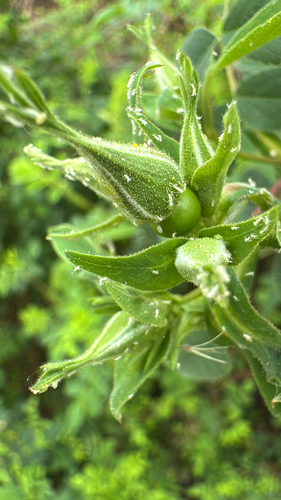 iNaturalist observation photo of Aphids
