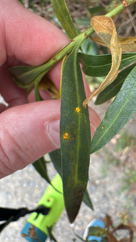 iNaturalist observation photo of Groundsel crown rust