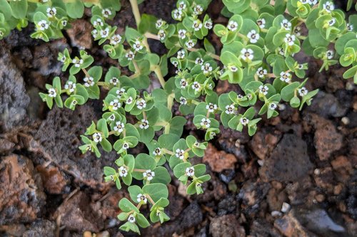 Chamaesyce (Euphorbia amplexicaulis)