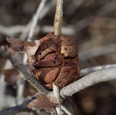 Disholcaspis spongiosa