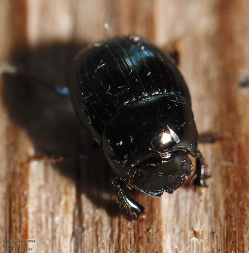 Ateuchus texanus photo 5