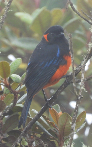 Scarlet-bellied Mountain Tanager (Anisognathus igniventris), photo 4