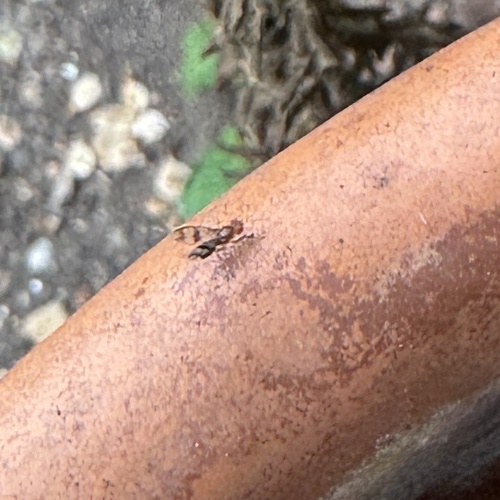 Unknown species found near Cedar Hill Ave, Dallas, TX, US