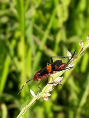Compsocryptus melanostigma