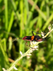 Compsocryptus melanostigma