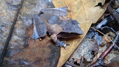 Pseudophilautus cuspis