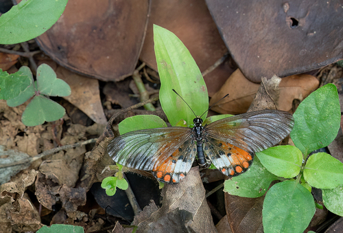 Acraea leucographa