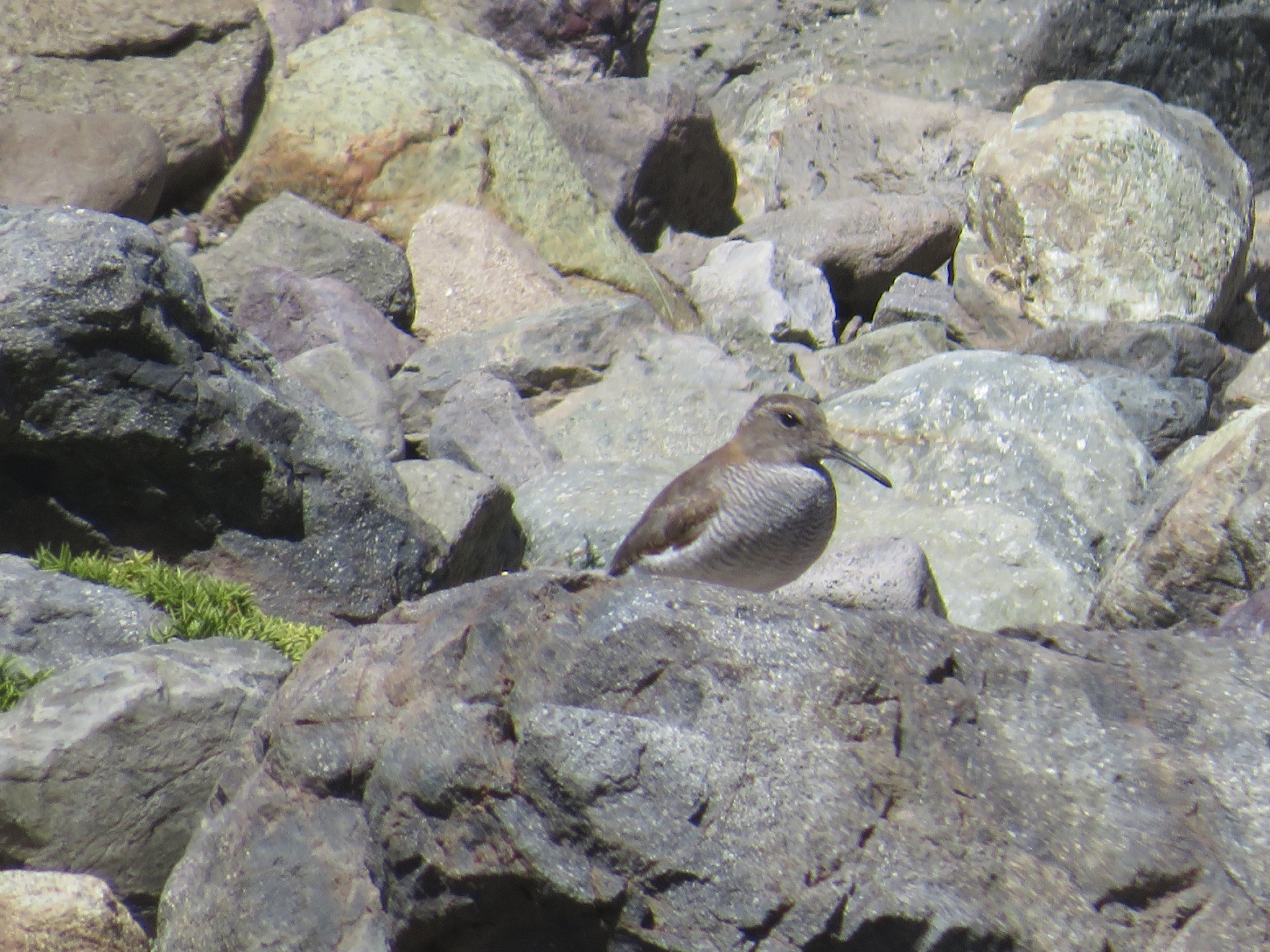 Diademed Sandpiper-Plover (Phegornis mitchellii), photo 1