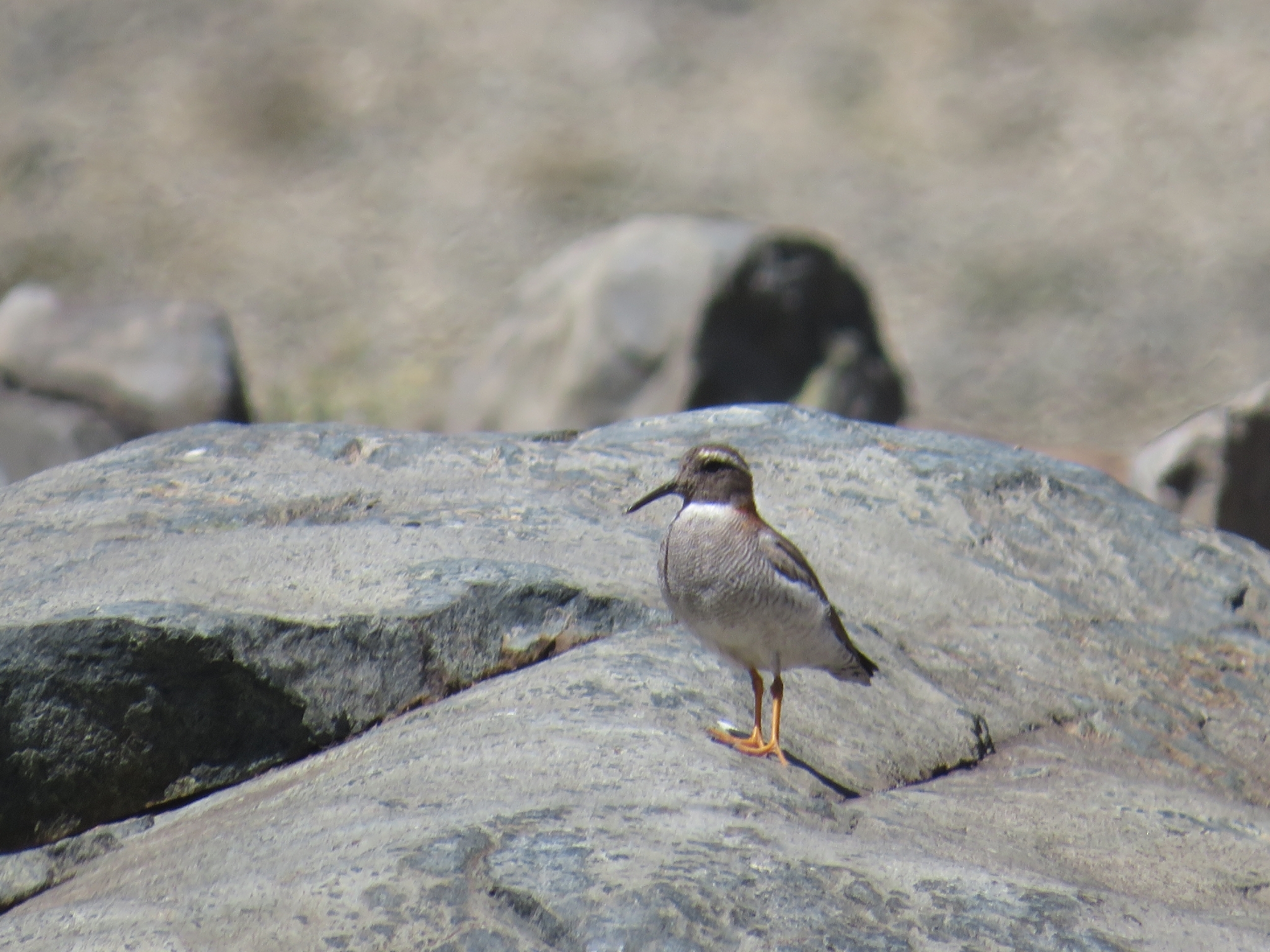 Diademed Sandpiper-Plover (Phegornis mitchellii), photo 2