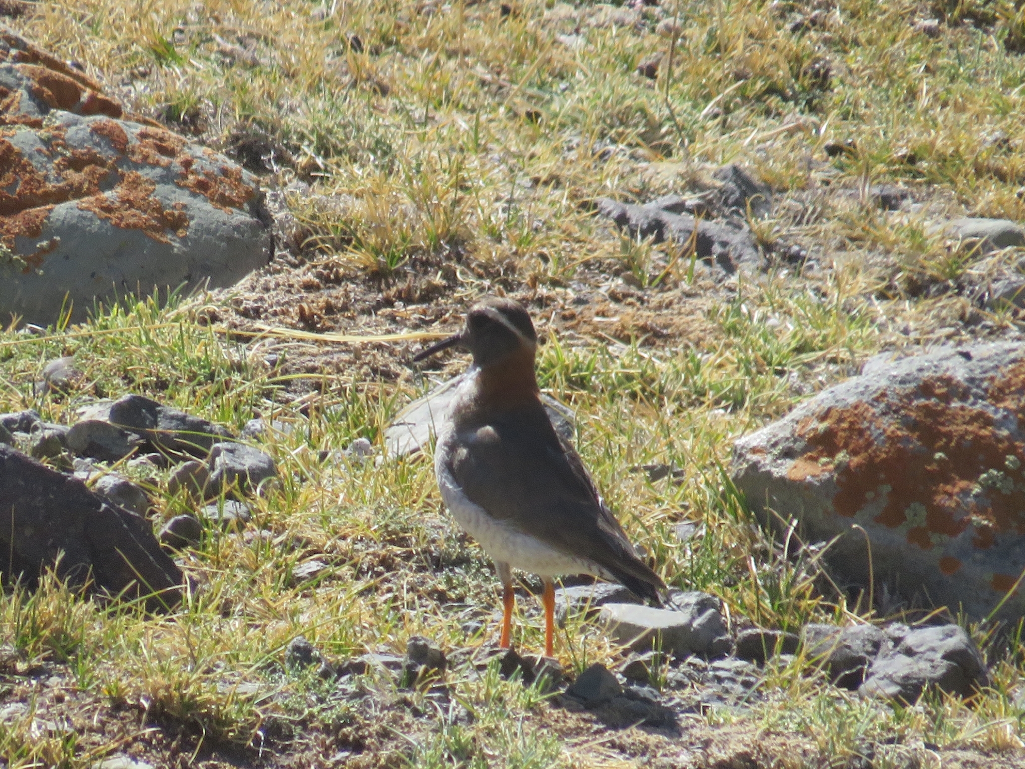 Diademed Sandpiper-Plover (Phegornis mitchellii), photo 10