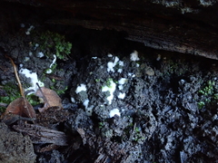 Pachyphlodes