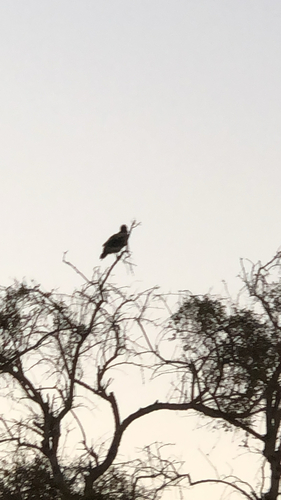 Egyptian Vulture