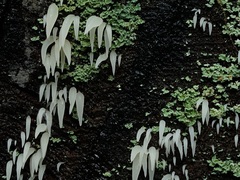 Mucronella fusiformis