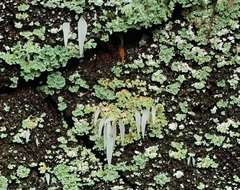 Mucronella fusiformis
