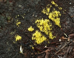 Mucronella flava