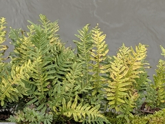 Polypodium