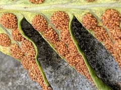 Polypodium