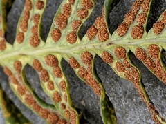 Polypodium