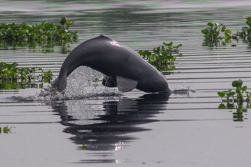 Ganges River Dolphin