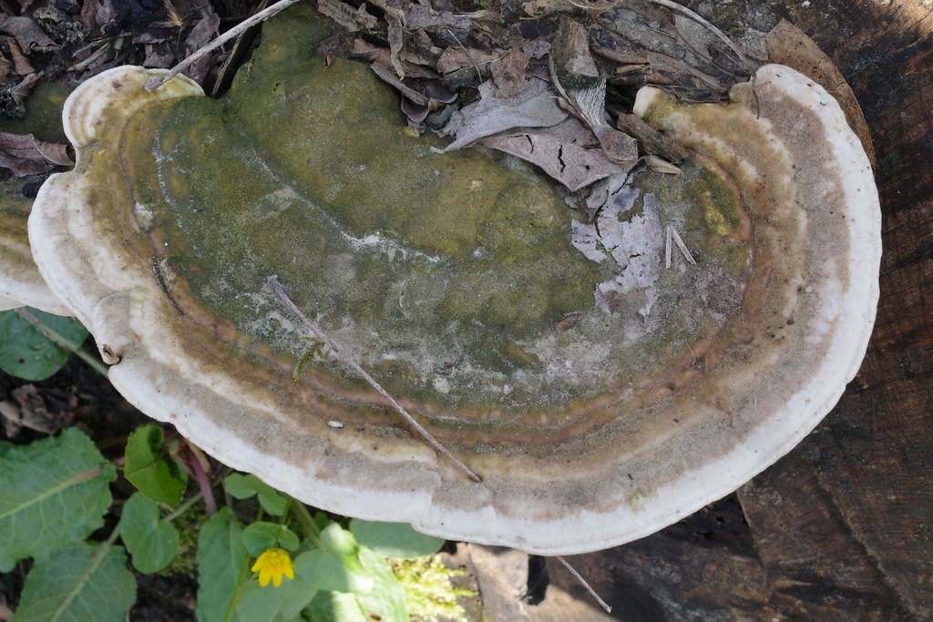 Trametes gibbosa · March 2026 · photo: © vincent_b (iNaturalist, cc-by)
